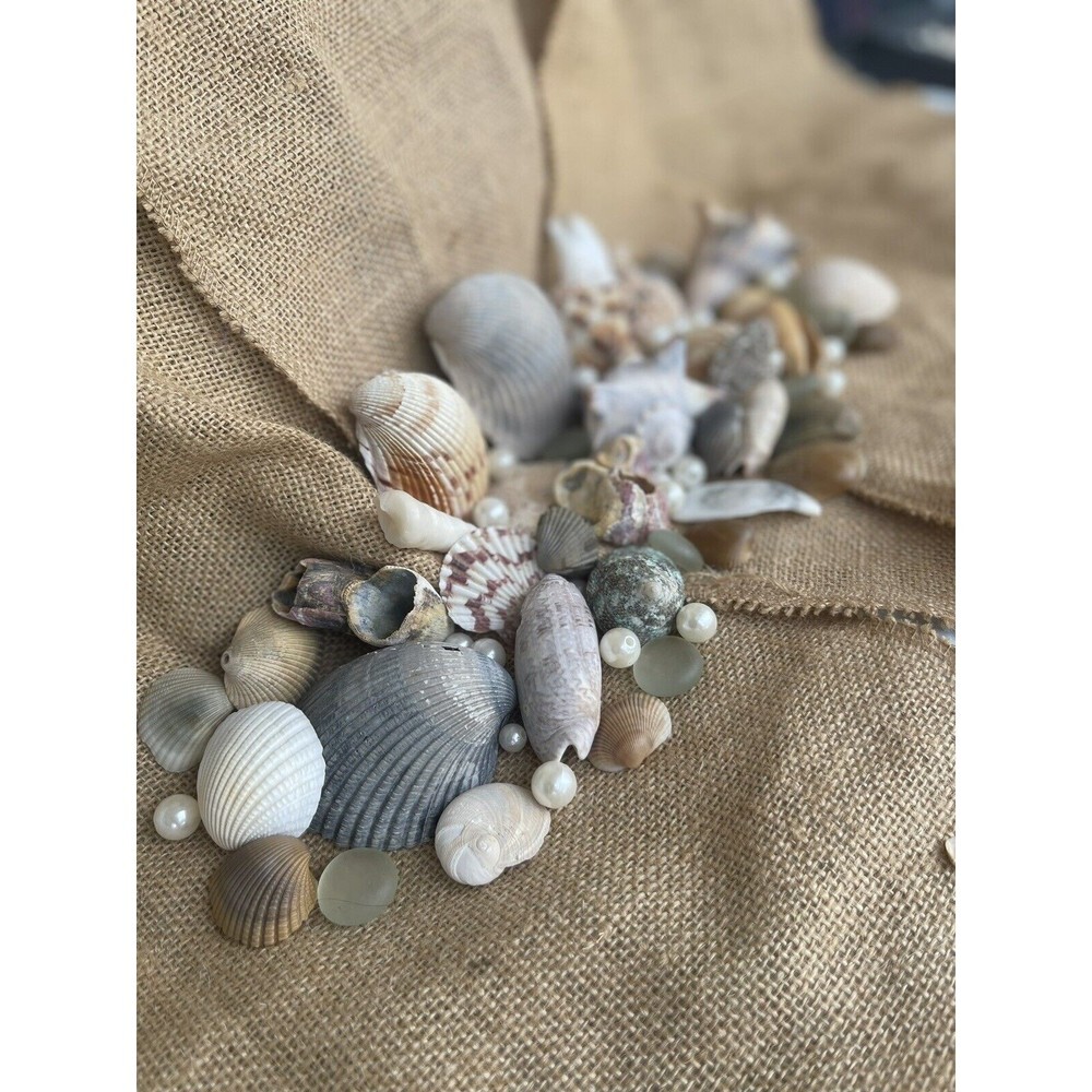 Gift Bag Of Beautiful Seashells Sourced From Coastal SE Georgia And NE Florida - Picture 10 of 16